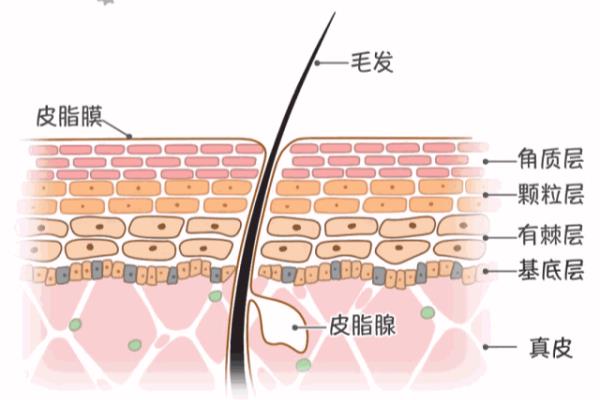 脸部皮脂膜受损怎么修复（如何修护受损的皮脂膜）.