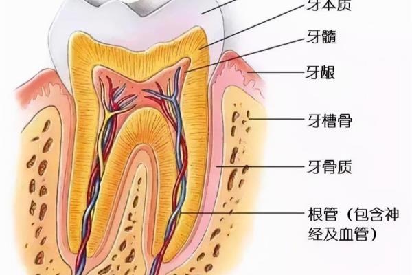 牙龈凸起一个包怎么办（孩子牙龈鼓包）.