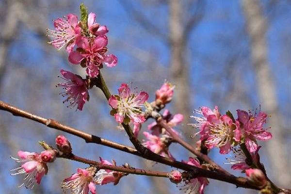 蓝莲花护肤功效与作用（5种有美容功能的鲜花）.