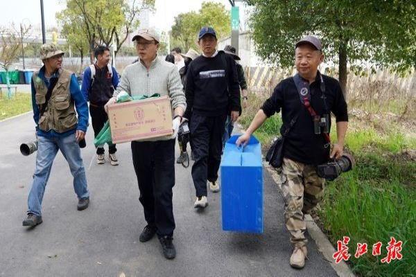 两只鸟图案是什么包（为鸟界“表情包”原型）.