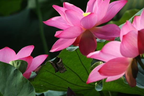 莲花美容功效与作用（探寻莲花美容的神秘魅力）.