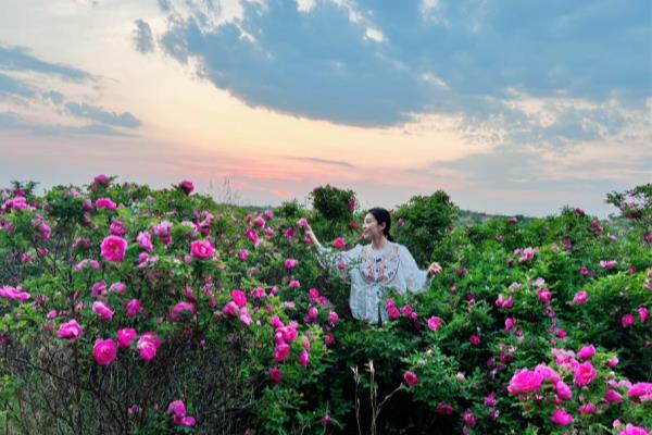 玫瑰花护肤品有哪些品牌.