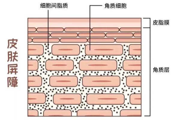 角质层薄如何护肤效果好.