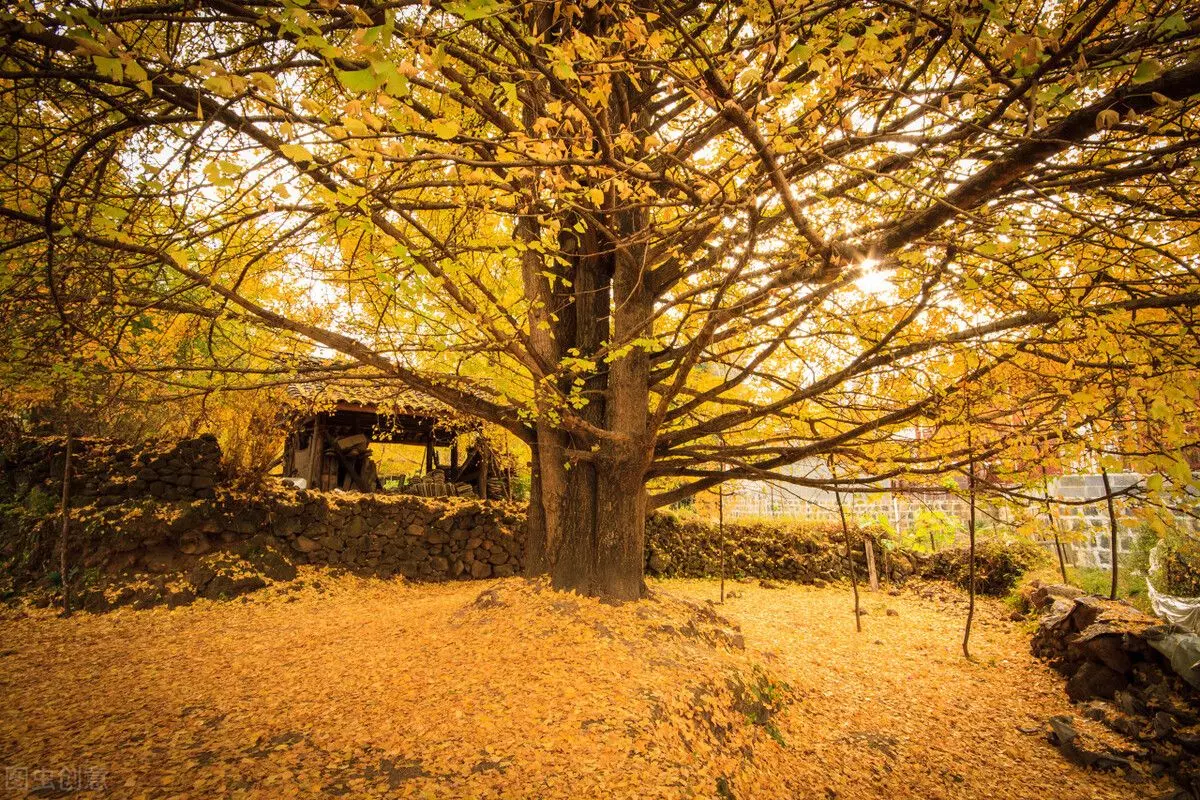 腾冲到怒江大峡谷旅行包车哪家好(1)