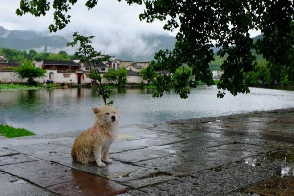 mouse老鼠英语怎么读.