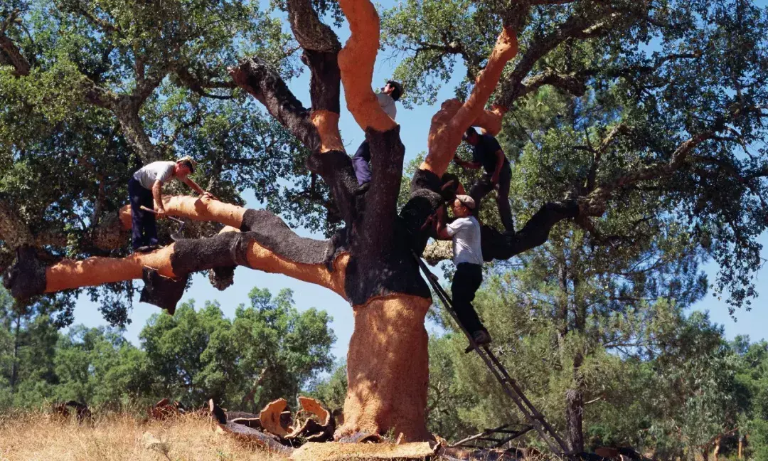 diam塞与其他酒塞的区别(4)