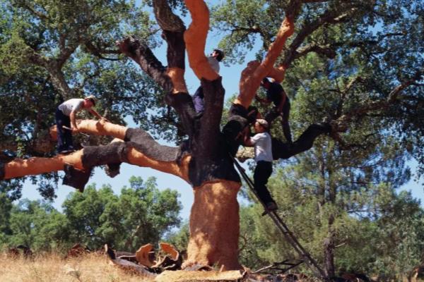 diam塞与其他酒塞的区别