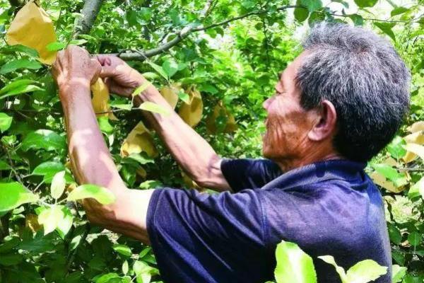 苹果套袋纸袋批发价格.