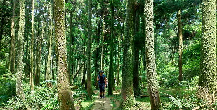 迪卡侬17l登山包登山杖怎么挂(14)